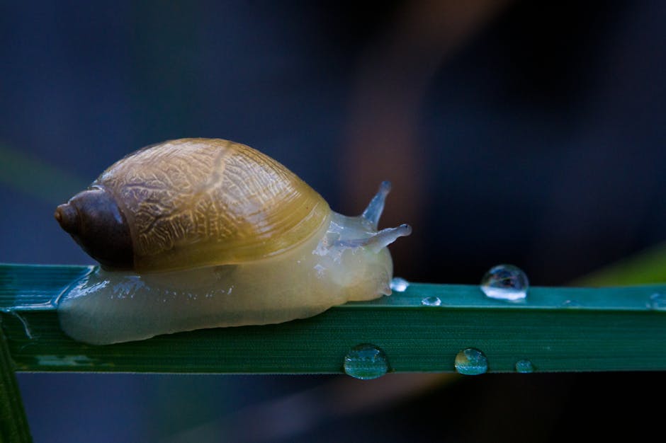 slow living definition