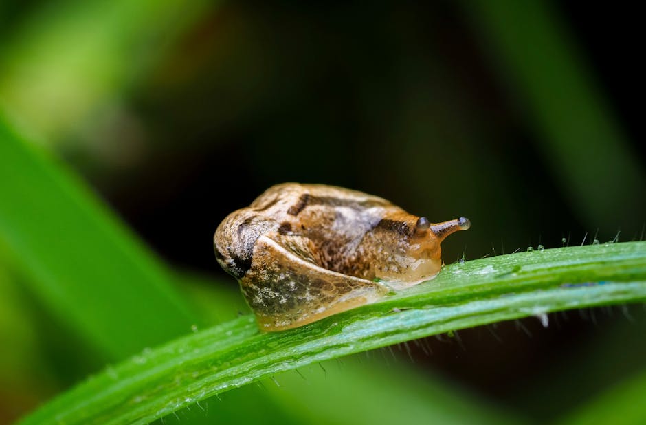slow living movement