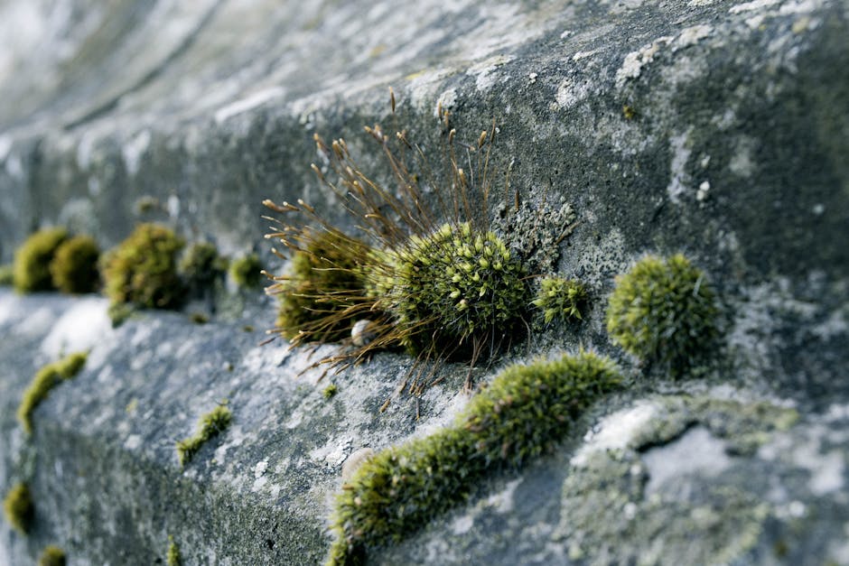 slow living resilience