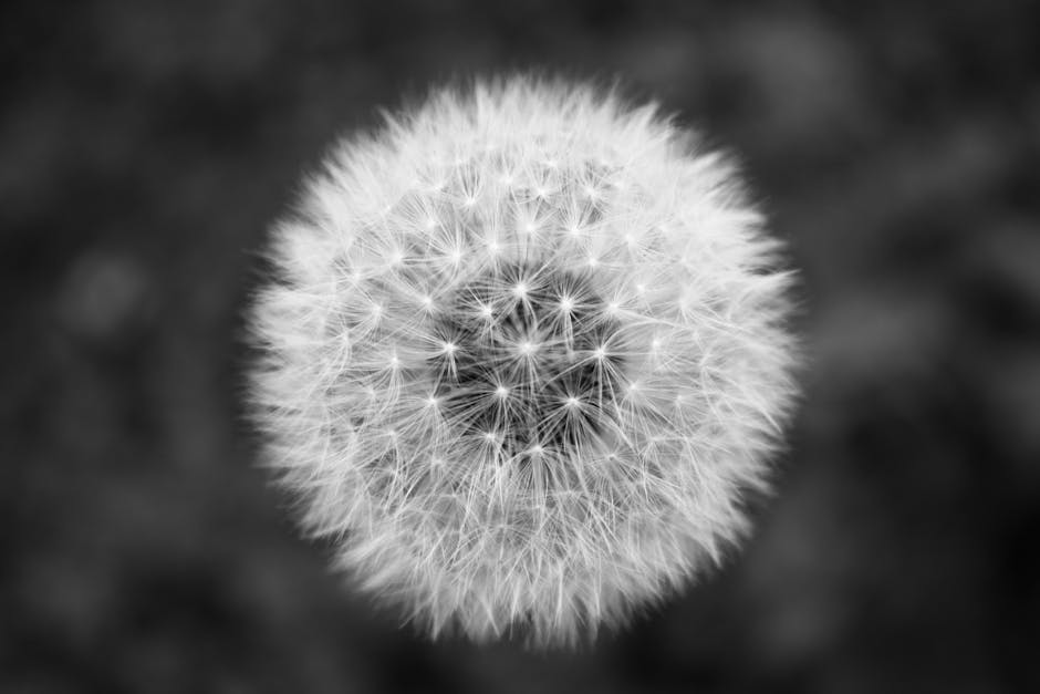 minimalist mindset